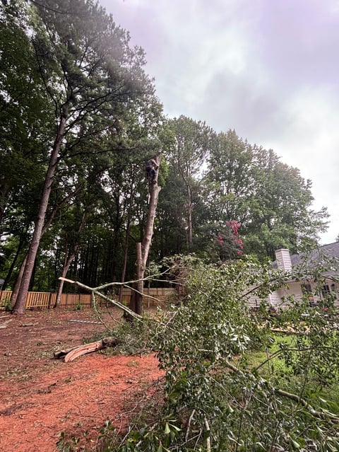 Wooded backyard with tall trees, wooden deck railing, red mulch ground, and house visible on the right
