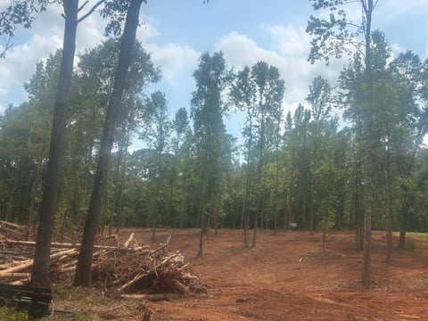 Eucalyptus forest with tall trees, red soil, fallen logs, and blue sky with white clouds