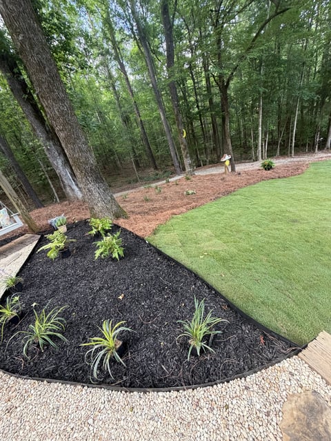 Landscaped yard with curved black mulch garden bed containing green plants, lush lawn, gravel border, and dense forest backdrop