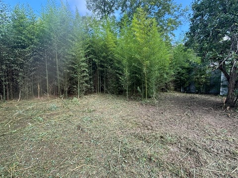 Cleared forest land with tall pine trees surrounding an open grassy area under blue sky