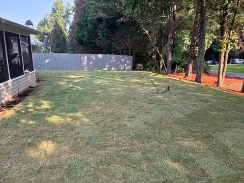 Spacious backyard with green lawn, tall trees, metal fence, and a small structure on the left side of a residential property