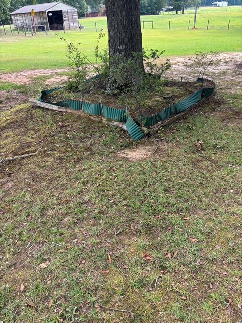 Green corrugated metal tree guard surrounding the base of a large tree in a rural pasture with farm buildings visible in the background