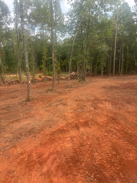 Cleared forest area with tall trees spaced apart on reddish-brown soil under overcast sky