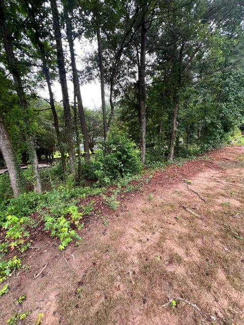 Dirt path through wooded area with tall trees and green undergrowth on both sides