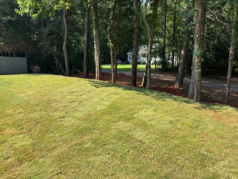 Manicured green lawn with tall trees and mulch beds in a residential yard with metal fence visible